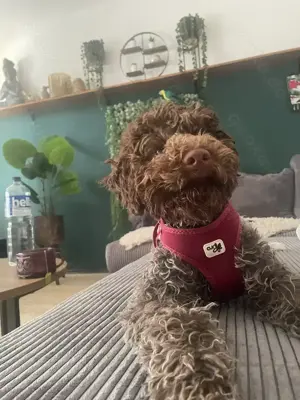 Lagotto Romagnolo Welpen Dame 
