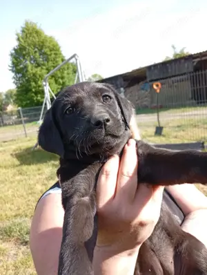 Labrador Welpen 