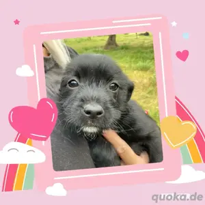 Zuckersüsse Susie