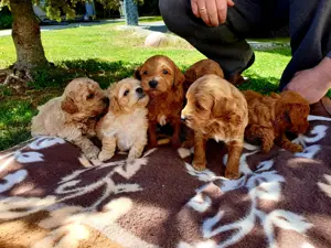 Maltipoo welpen Mini 