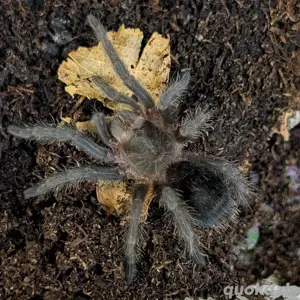 Grammostola pulchra Vogelspinne