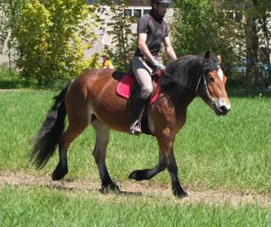 Freizeitpferd Wiedereinsteigerpferd