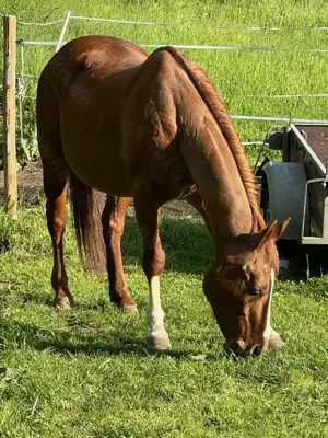 Beistellpferd Quarterhorse Stute