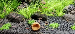 Zwergbärbling Boraras naevus Petch Noi Bild 7