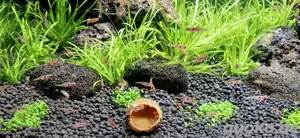 Zwergbärbling Boraras naevus Petch Noi Bild 4