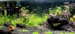 Zwergbärbling Boraras naevus Petch Noi Bild 6