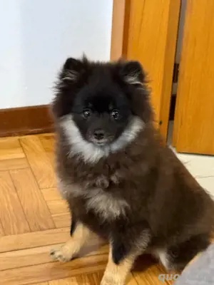 Deutscher Spitz