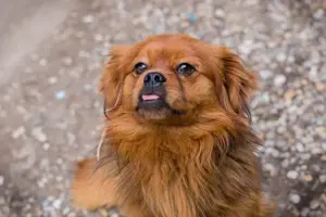 Tibet-Spaniel *JANOSCH* - ein lustiges, kleienes Kerlchen
