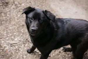 *GITTA* - eine verspielte und unternehmungslustige Junghündin. 