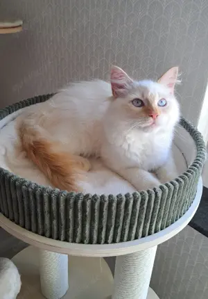 Junge Kater neva masquarade mit Stammbaum sibirische