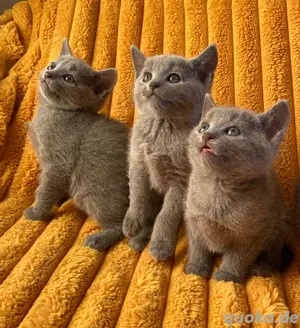 Russisch Blau Kitten mit exzellentem Stammbaum 
