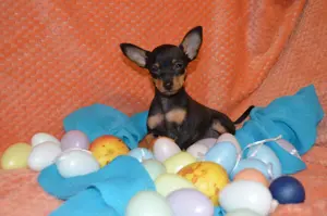 Russische Toy Terrier Welpen. Ganz mini.
