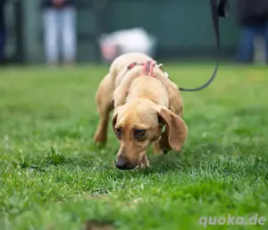 Dackel-Mix Lucie sucht ein Zuhause 