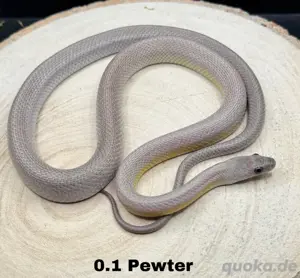 Pewter Kornnatter 2023