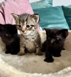 liebevolle kitten abzugeben 