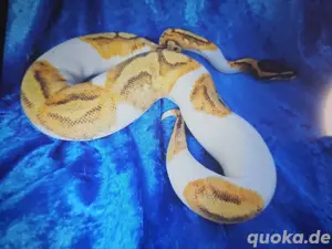 1,1Königspython Python Regius