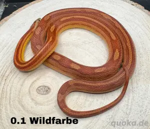 Wildfarbene Kornnatter 2023
