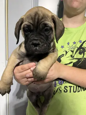 Rehoming Bullmastiff Welpen