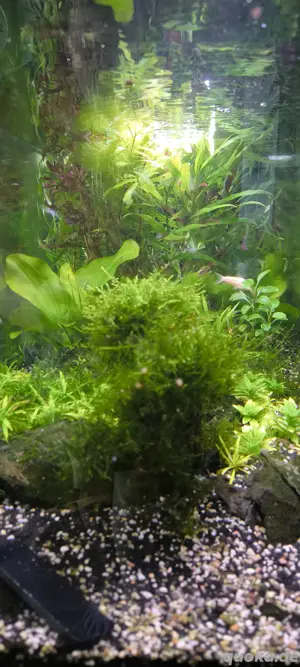 160L Aquarium Komplettset