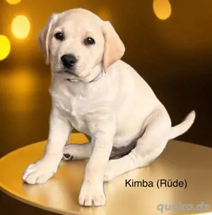 Labrador Welpen, reinrassig, Ahnenpass, EU Impfpass, Welpen TÜV, uvm., 1 gelber Rüde!