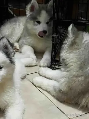 Husky-Welpen zur Adoption freigegeben