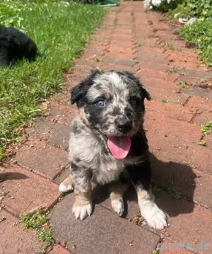 Altdeutsche Hütehund- Welpen, Familienhund, Wachhund