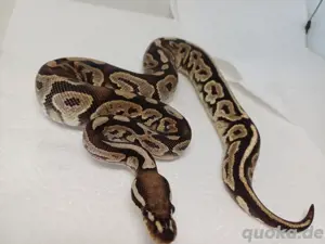 Projekt für Axanthik Vpi Desert Ghost  Bild 1