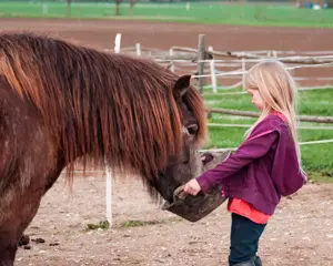 Pferdekurse für Kinder  Bild 5