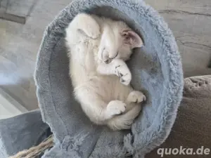 BKH Kitten