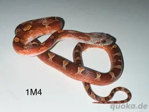 Kornnatter ENZ 2024   Bloodred Pied, Landrace Lava Okeetee, Sunkissed Anery Motley Tessera u.a. Bild 7