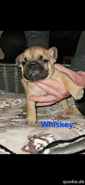 Französische Bulldogge Welpen 