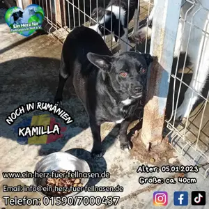 kleine Kamilla will auch ein Zuhause 