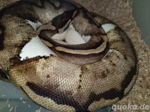 0.1 yellowbelly Piebald pied Königspython Weibchen Schlange 