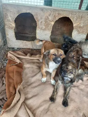 süße Josi sucht Kuschelpartner für immer Bild 4