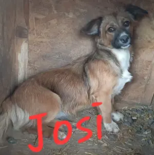 süße Josi sucht Kuschelpartner für immer Bild 3