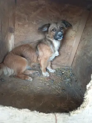 süße Josi sucht Kuschelpartner für immer Bild 5