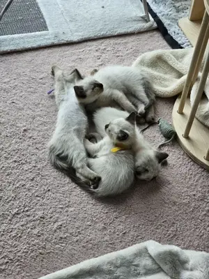2 Kleine Kitten suchen ein warmes Haus mit einer tollen Familie