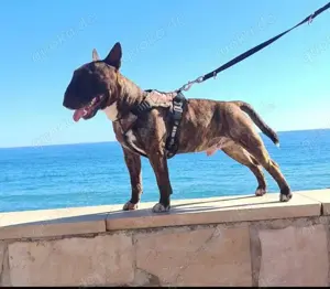 Miniatur Bullterrier Deckrüde