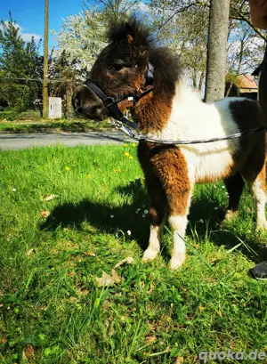 shetty Hengstfohlen sucht neues zu Hause 