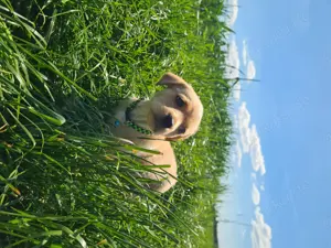 Goldador welpe zu verkaufen  Bild 3