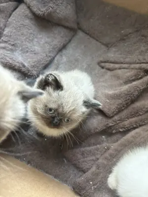 Kitten in liebevolle Hände abzugeben 