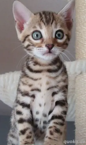 Bengal-Kätzchen