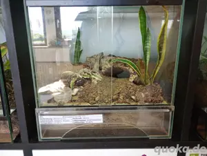 terrarien fur vogelspinnen