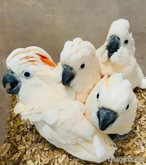 Molukkenkakadu-Babys