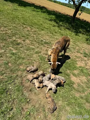 Deutsche Doggen Welpen 