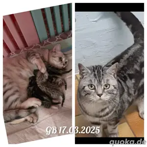 Bkh kitten 12 Stück ab sofort  Bild 6