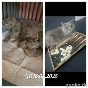 Bkh kitten 12 Stück ab sofort  Bild 7