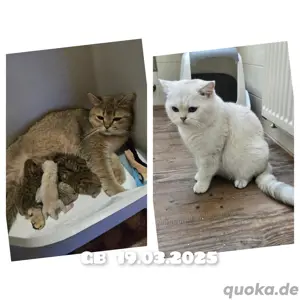 Bkh kitten 12 Stück ab sofort  Bild 8