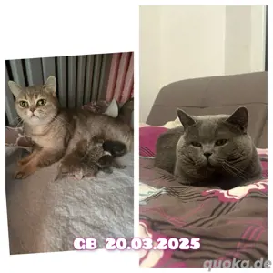 Bkh kitten 12 Stück ab sofort  Bild 9