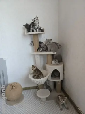 Bkh kitten 14 Stück ab sofort 